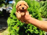 F2 Maltipoo Yavrumuz İstanbul Içi Mağazamızdan Teslim