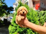 F2 Maltipoo yavrumuz İstanbul içi mağazamızdan teslim