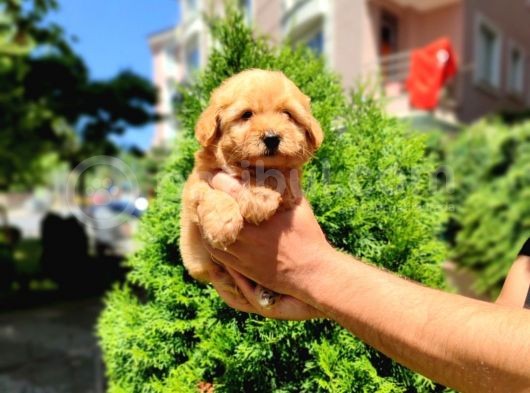 F2 Maltipoo Yavrumuz İstanbul Içi Mağazamızdan Teslim