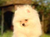 Ev Üretimi Pomeranian Boo Yavrusu