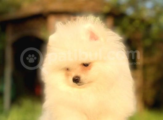 Ev Üretimi Pomeranian Boo Yavrusu görsel