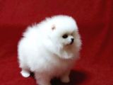 Pamuk Gibi Pomeranian