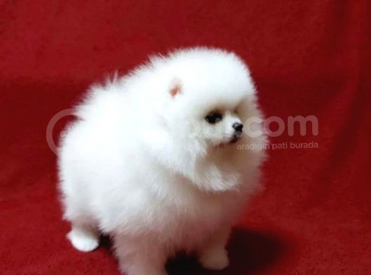 Pamuk Gibi Pomeranian görsel