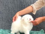Kar Topu Pomeranian Boo Yavruları
