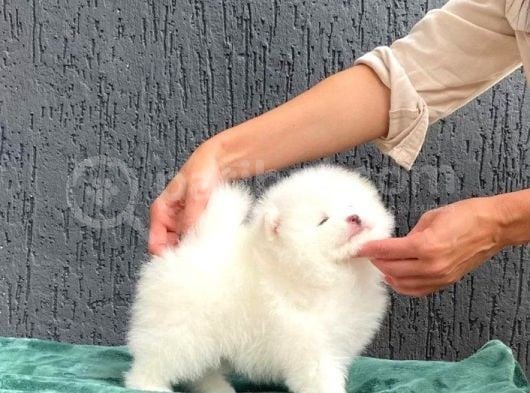 Kar Topu Pomeranian Boo Yavruları görsel