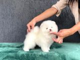 Kar topu pomeranian boo yavruları