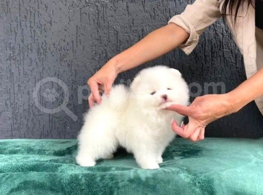 Kar Topu Pomeranian Boo Yavruları