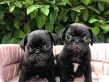 ÜST KALİTE SİYAH PUG YAVRULAR