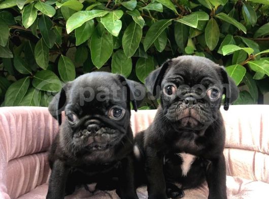 Üst Kali̇te Si̇yah Pug Yavrular