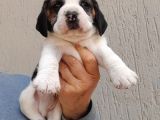 ÜST KALİTE BEAGLE YAVRULAR
