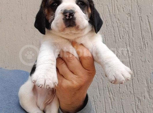 Üst Kali̇te Beagle Yavrular
