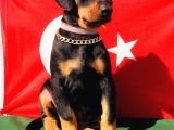 ÜST KALİTE DOBERMAN YAVRULAR