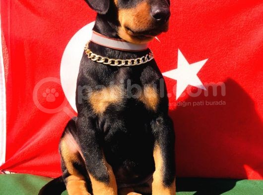 Üst Kali̇te Doberman Yavrular