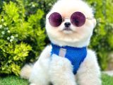 ayıcık surat pomeranian yavrular