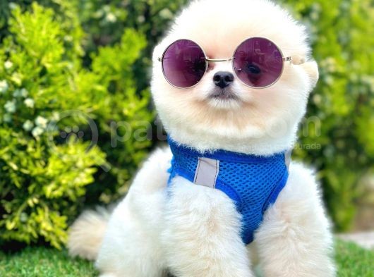 Ayıcık Surat Pomeranian Yavrular