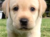 ÜST KALİTE LABRADOR YAVRULAR