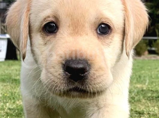 Üst Kali̇te Labrador Yavrular