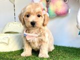 dizayn ırk sevimli maltipoo yavrular
