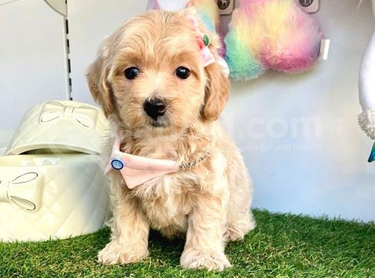 Dizayn Irk Sevimli Maltipoo Yavrular