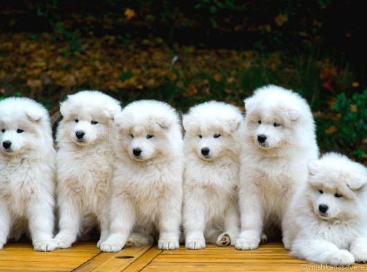 Üst Kali̇te Samoyed Yavrular