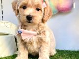 Dizayn Irk Sevimli Maltipoo Yavrular