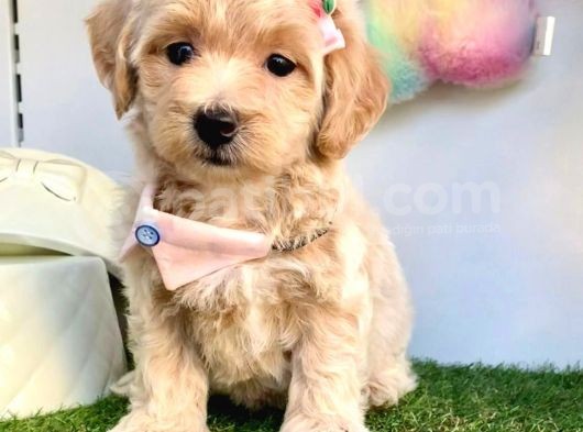 Dizayn Irk Sevimli Maltipoo Yavrular görsel