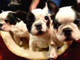ÜST KALİTE FRENCH BULLDOG YAVRULAR