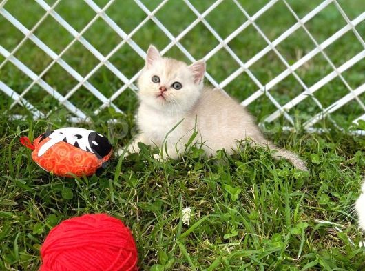 Silver Shaded British Shorthair Yavrular görsel
