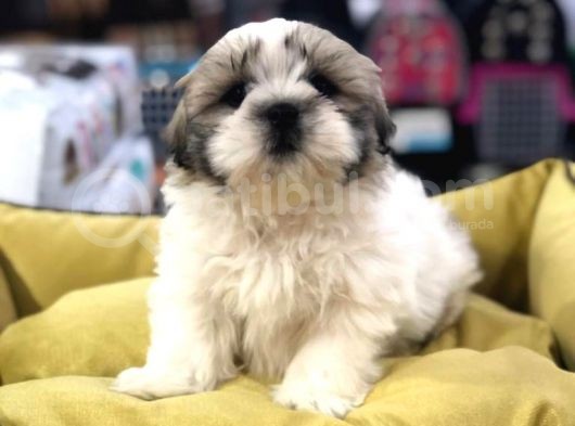 Vonalp Pet Garanti̇si̇yle Shih Tzu Yavrulari