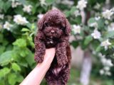 Çikolata Renk Toy Poodle Yavrular
