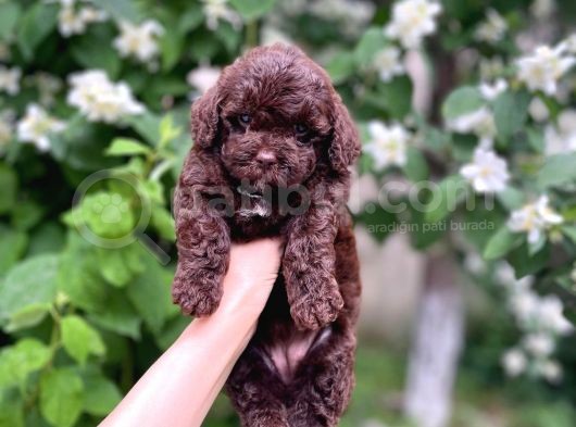 Çikolata Renk Toy Poodle Yavrular görsel