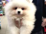 Vonalp Pet Garanti̇si̇yle Pomeri̇an Boo Yavrulari