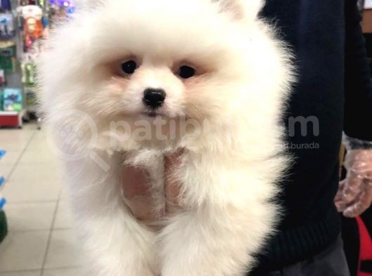 Vonalp Pet Garanti̇si̇yle Pomeri̇an Boo Yavrulari görsel