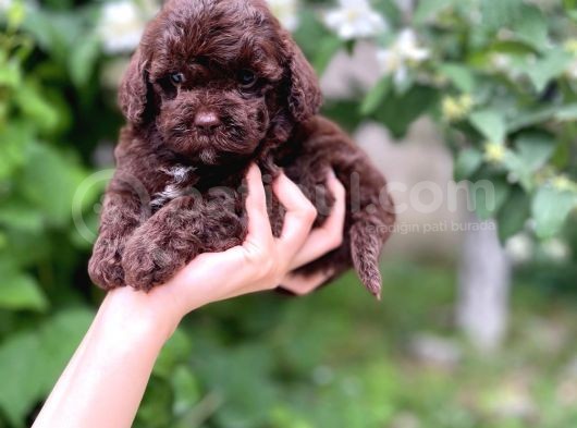Çikolata Renk Toy Poodle Yavrular görsel