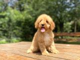 A Kali̇te Sevi̇mli̇ Poodle Ya Rumuz