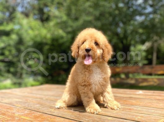 A Kali̇te Sevi̇mli̇ Poodle Ya Rumuz görsel