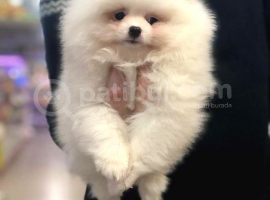 Vonalp Pet Garanti̇si̇yle Pomeri̇an Boo Yavrulari