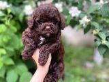 Çikolata Renk Toy poodle yavrular
