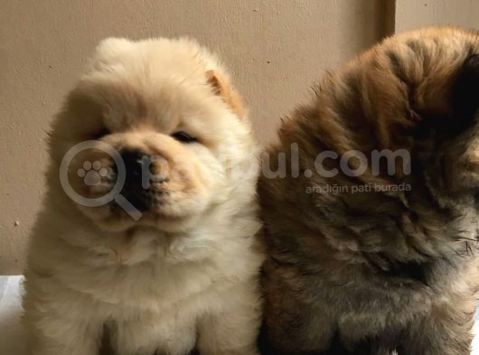 Chow Chow Çin Aslanı Yavrularımız görsel