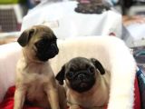 VONALP PET GARANTİSİYLE SAF IRK PUG BEBEKLER