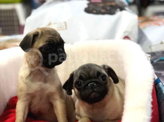 Vonalp Pet Garanti̇si̇yle Saf Irk Pug Bebekler