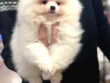 Vonalp Pet Garanti̇si̇yle Pomeri̇an Boo Yavrulari