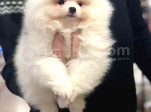 Vonalp Pet Garanti̇si̇yle Pomeri̇an Boo Yavrulari görsel