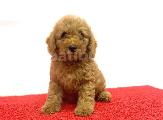Çeşi̇t Çeşi̇t Toy Poodle Bebekler