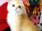 Scottish Fold Golden Ny12