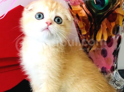 Scottish Fold Golden Ny12 görsel