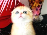 Scottish Fold Golden Ny12