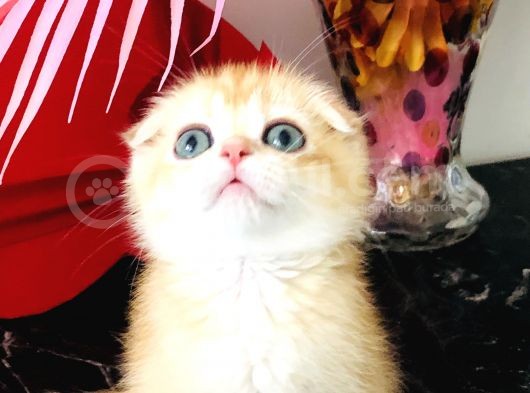 Scottish Fold Golden Ny12 görsel