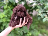 Çikolata Renk Toy Poodle Yavrular