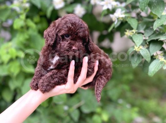 Çikolata Renk Toy Poodle Yavrular görsel